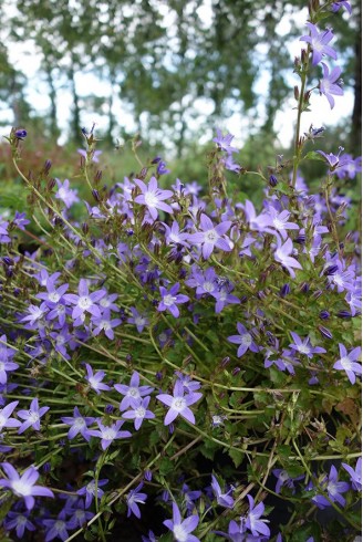 Campanula poscharskyana...