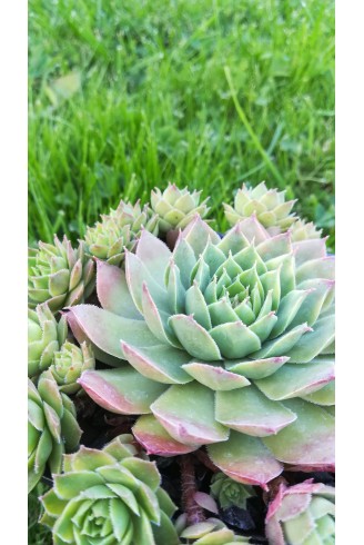 Sempervivum 'Topaz'