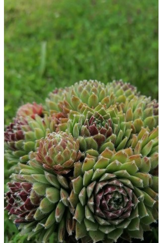 Sempervivum 'King Georges'