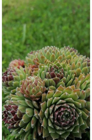 Sempervivum 'King Georges'