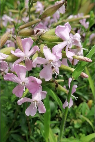 Saponaria x lempergii 'Max Frei'