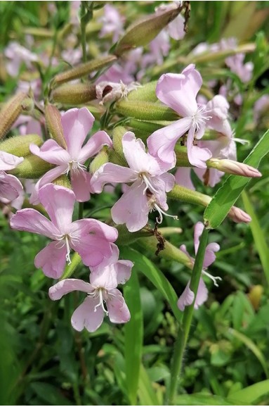 Saponaria x lempergii 'Max Frei'