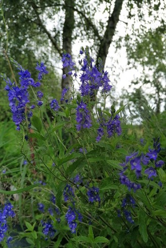 Veronica austriaca subsp.teucrium 'Royal Blue'