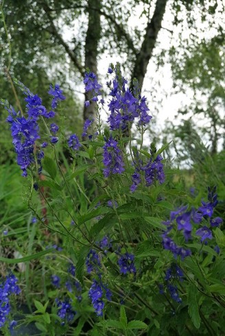 Veronica austriaca...