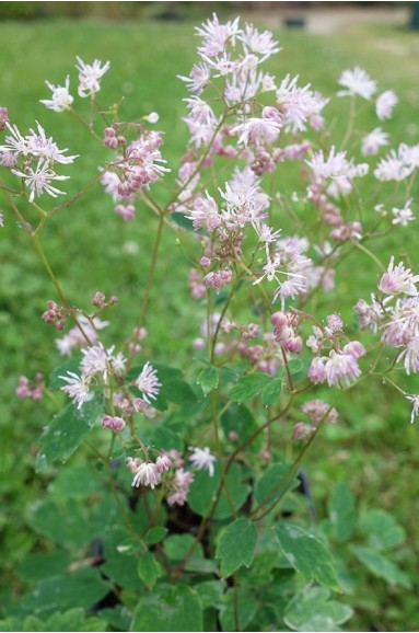 Thalictrum kiusianum