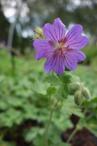 Geranium x magnificum 'Rosemoor'