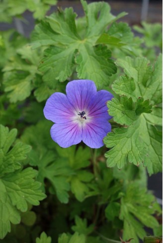 Geranium himalayense