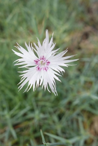 Dianthus anatolicus