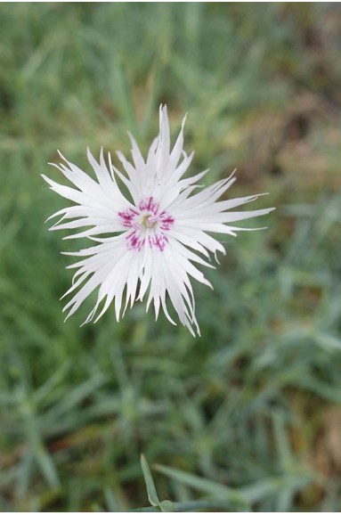 Dianthus anatolicus