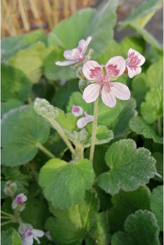Erodium pelargoniflorum