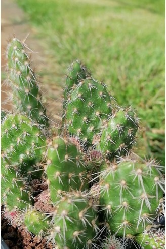 Opuntia picardoi