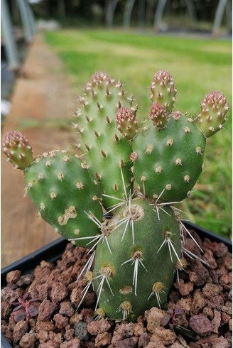 Opuntia fragilis 'Freising'