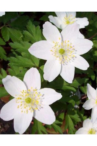 Anemone nemorosa