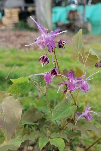 Epimedium grandiflorum...