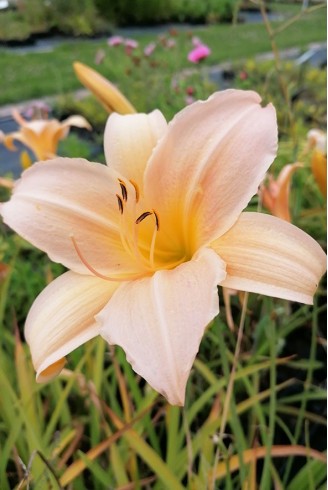 Hemerocallis 'Nob Hill'