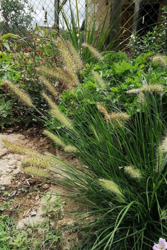 Pennisetum alopecuroides...