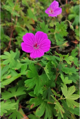 Geranium 'Tiny Monster'