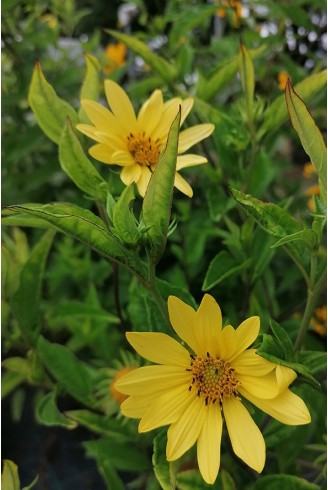 Helianthus 'Lemon Queen'