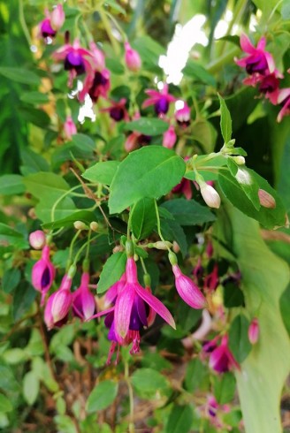 Fuchsia 'Tom Thumb'