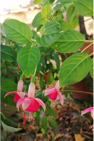 Fuchsia 'Phyllis'