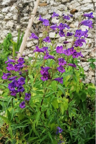 Penstemon 'Russian River'