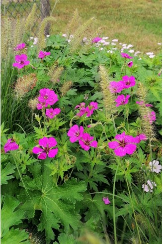 Geranium 'Patricia'