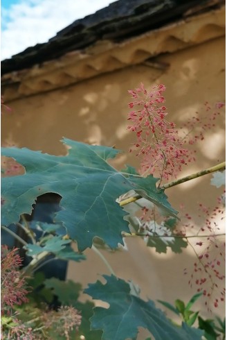 Macleaya microcarpa...