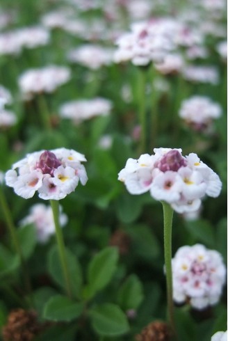 Phyla nodiflora var.canescens