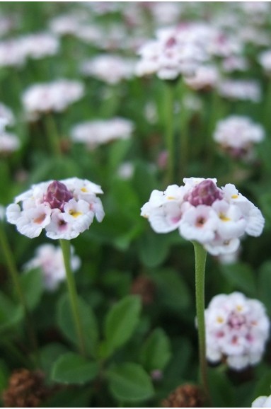 Phyla nodiflora var.canescens