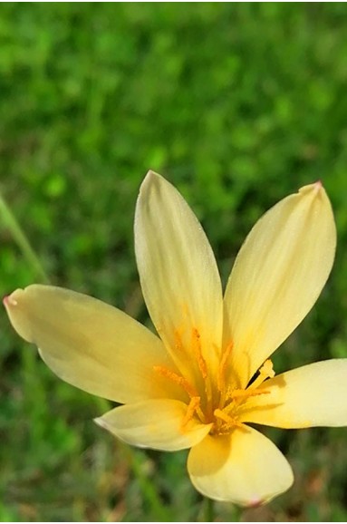 Zephyranthes citrina