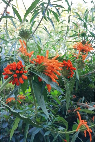 Leonotis ocymifolia