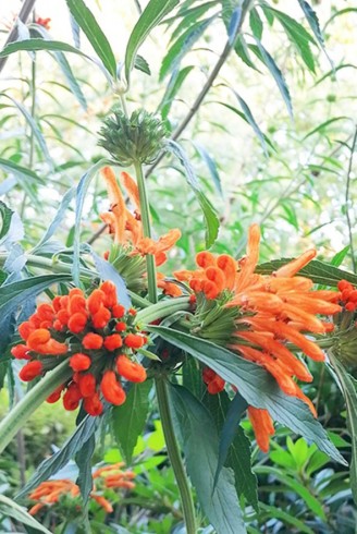 Leonotis ocymifolia