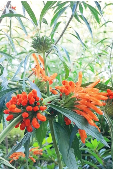 Leonotis ocymifolia