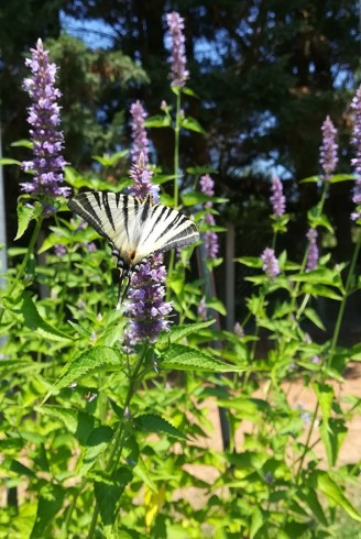 Agastache rugosa