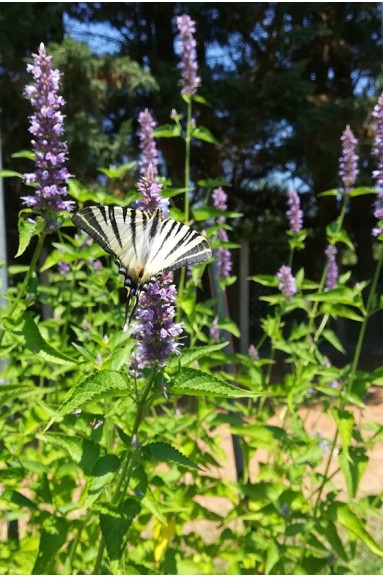 Agastache rugosa