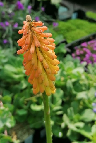 Kniphofia triangularis ssp.triangularis
