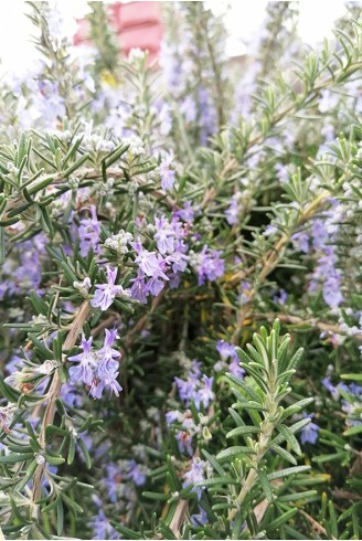 Rosmarinus officinalis 'Boule'