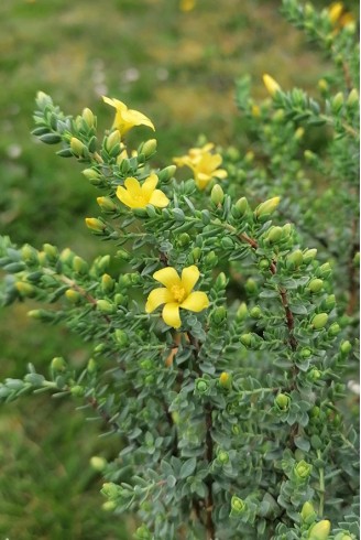 Hypericum aegypticum