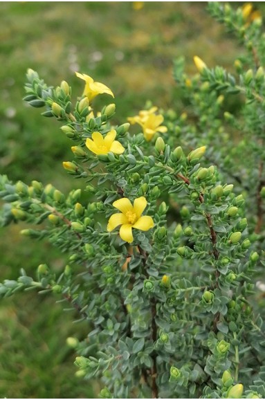Hypericum aegypticum