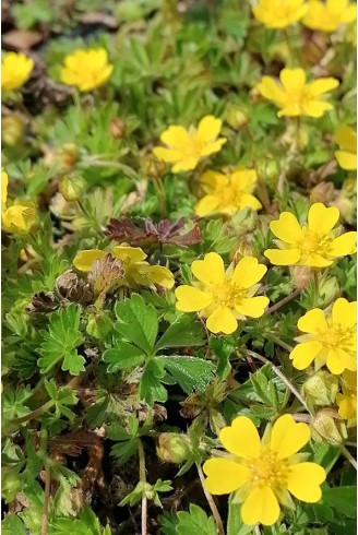 Potentilla neumanniana 'Nana'