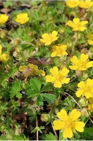 Potentilla neumanniana 'Nana'