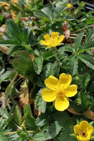 Potentilla 'Ruter Yellow'