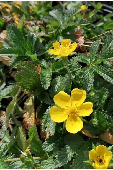 Potentilla 'Ruter Yellow'