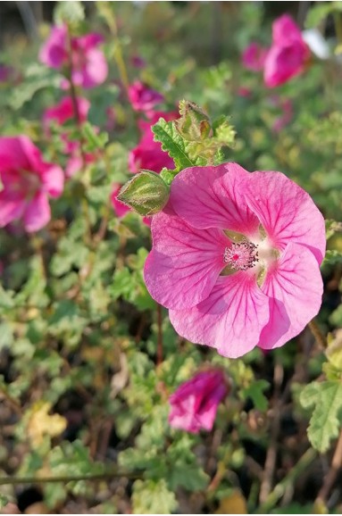 Anisodontea capensis 'Elegans Princess'