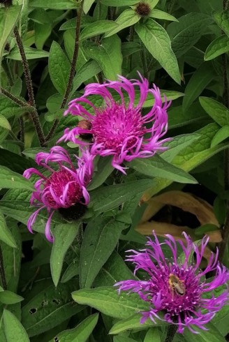 Centaurea 'Caramia'