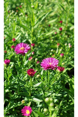 Symphyotrichum novi-belgii...