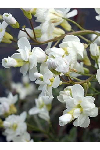 Arabis caucasica 'Plena'