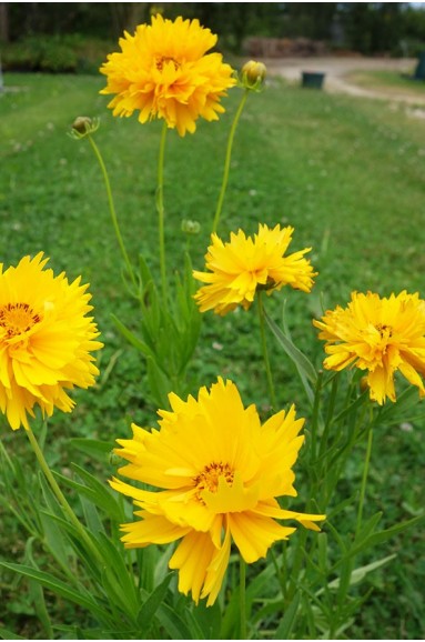 Coreopsis grandiflora 'Sunray'