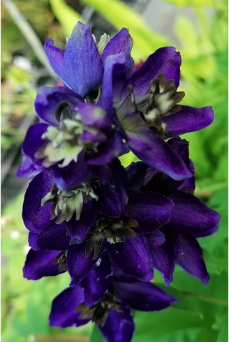 Delphinium pacific 'Black Knight'
