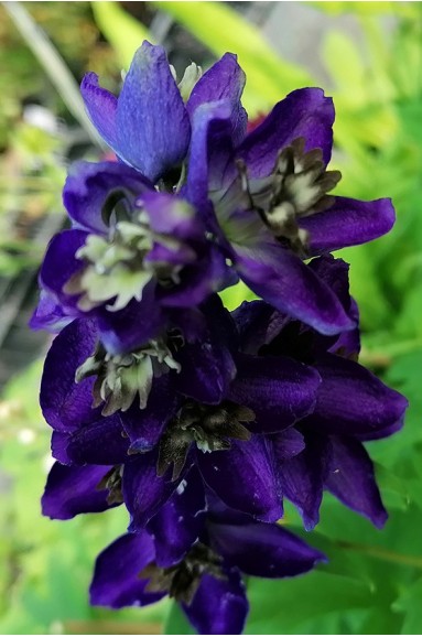Delphinium pacific 'Black Knight'